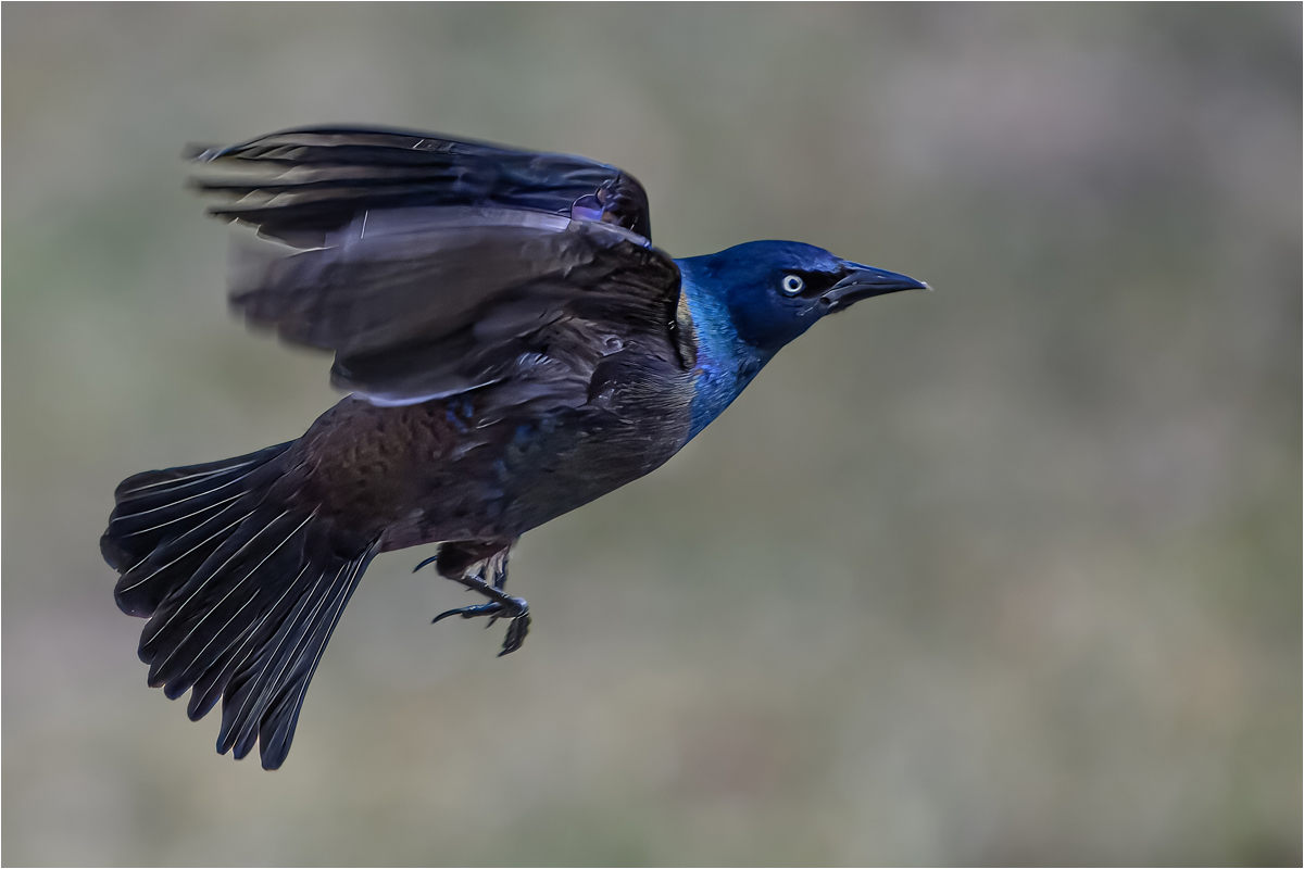 Roth Steven Grackle Takeoff AssignedSubject   Motion Photography 20251008